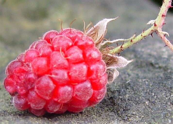 Слика од Rubus loganobaccus L. H. Bailey