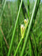 Image of sharp-flowered rush