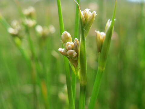 Image of sharp-flowered rush