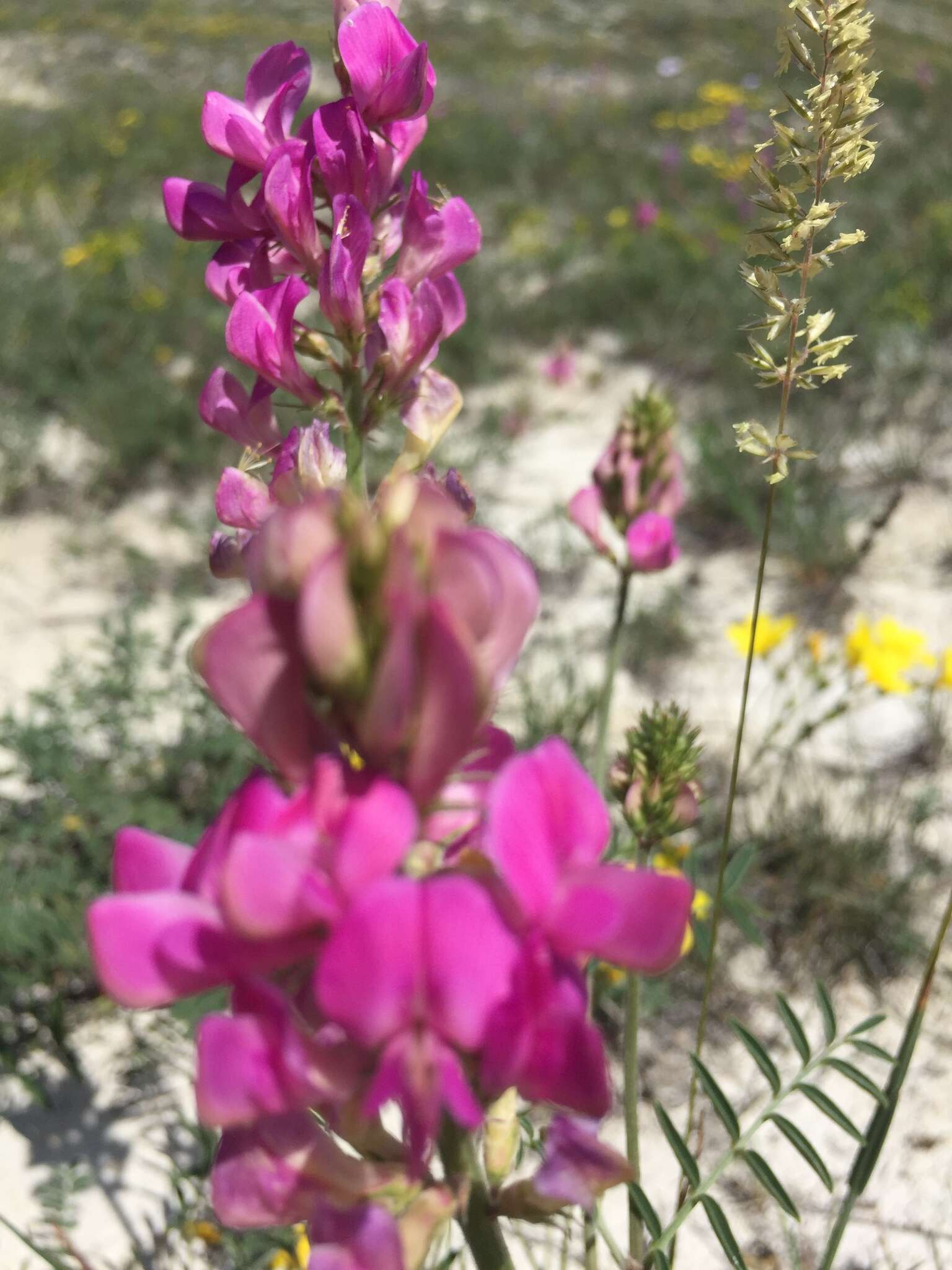 Image of Hedysarum ucrainicum Kaschm.