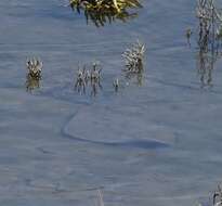 Image of California Butterfly Ray