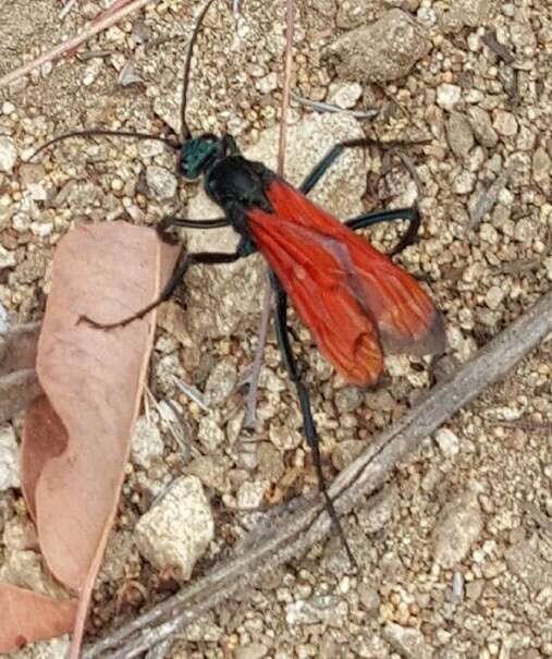 Image of Tarantula Hawk