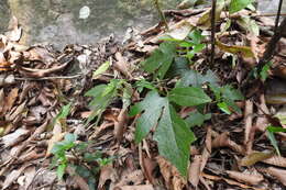 Image de Aristolochia cucurbitifolia Hayata