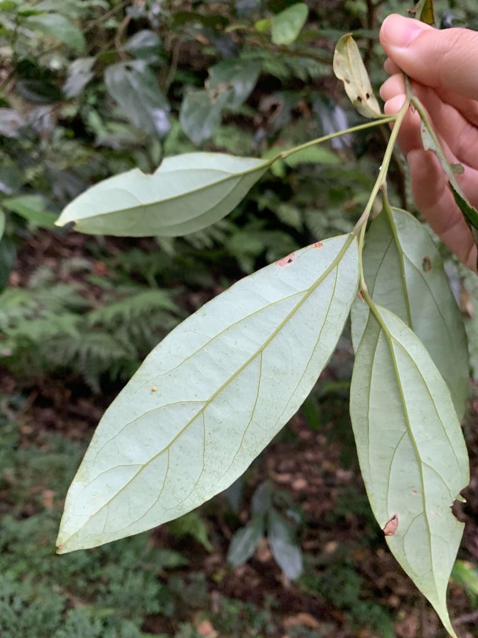 صورة Cryptocarya chinensis (Hance) Hemsl.