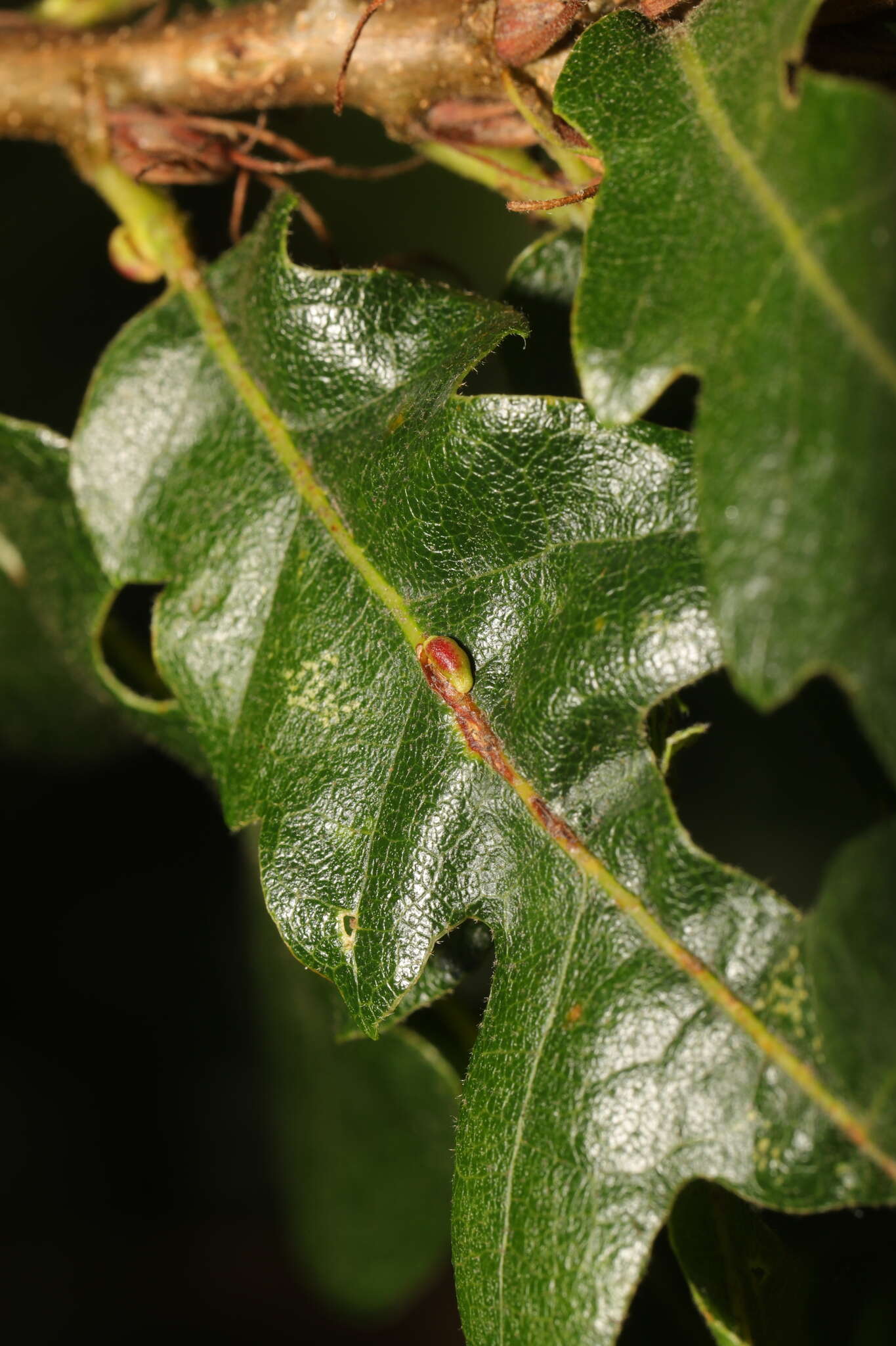 Слика од <i>Pseudoneuroterus saliens</i>