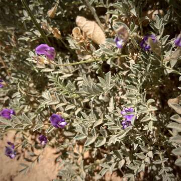 Sivun Astragalus sesquiflorus S. Wats. kuva