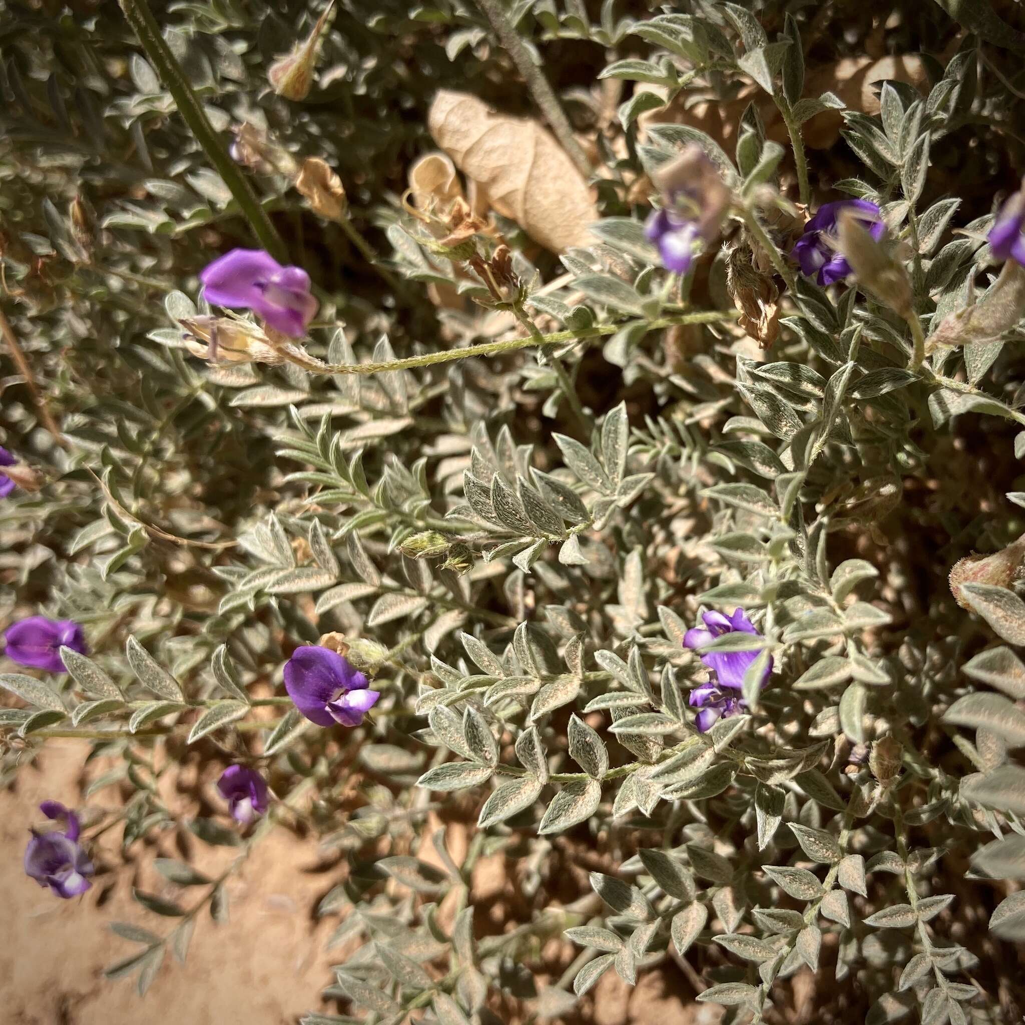 Imagem de Astragalus sesquiflorus S. Wats.