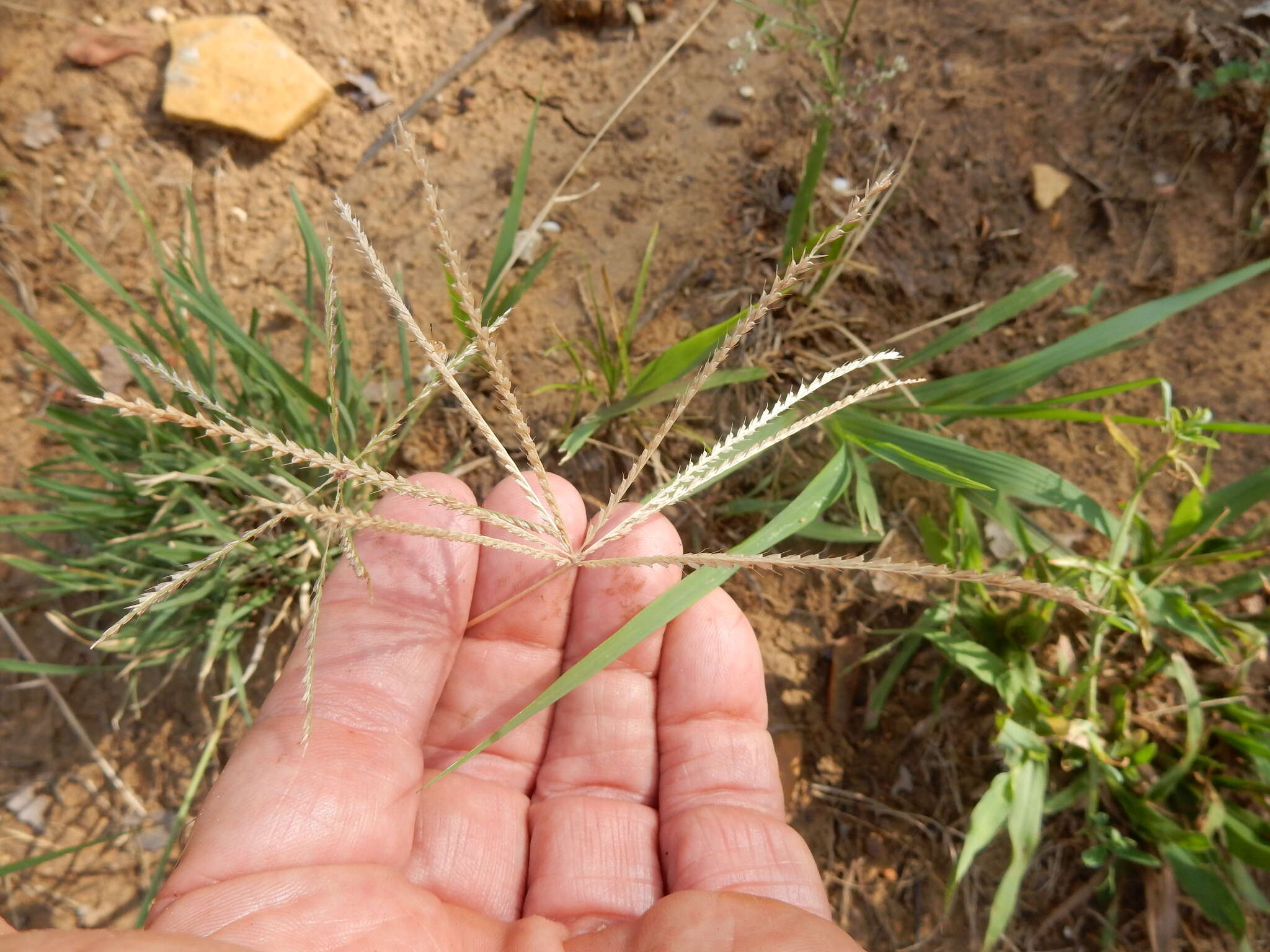 Plancia ëd Chloris verticillata Nutt.