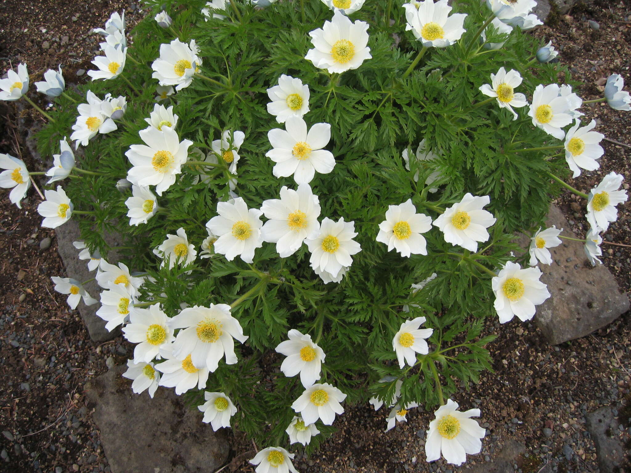 Image de Pulsatille des Alpes