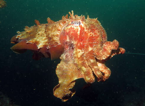 Image of Giant Australian Cuttlefish