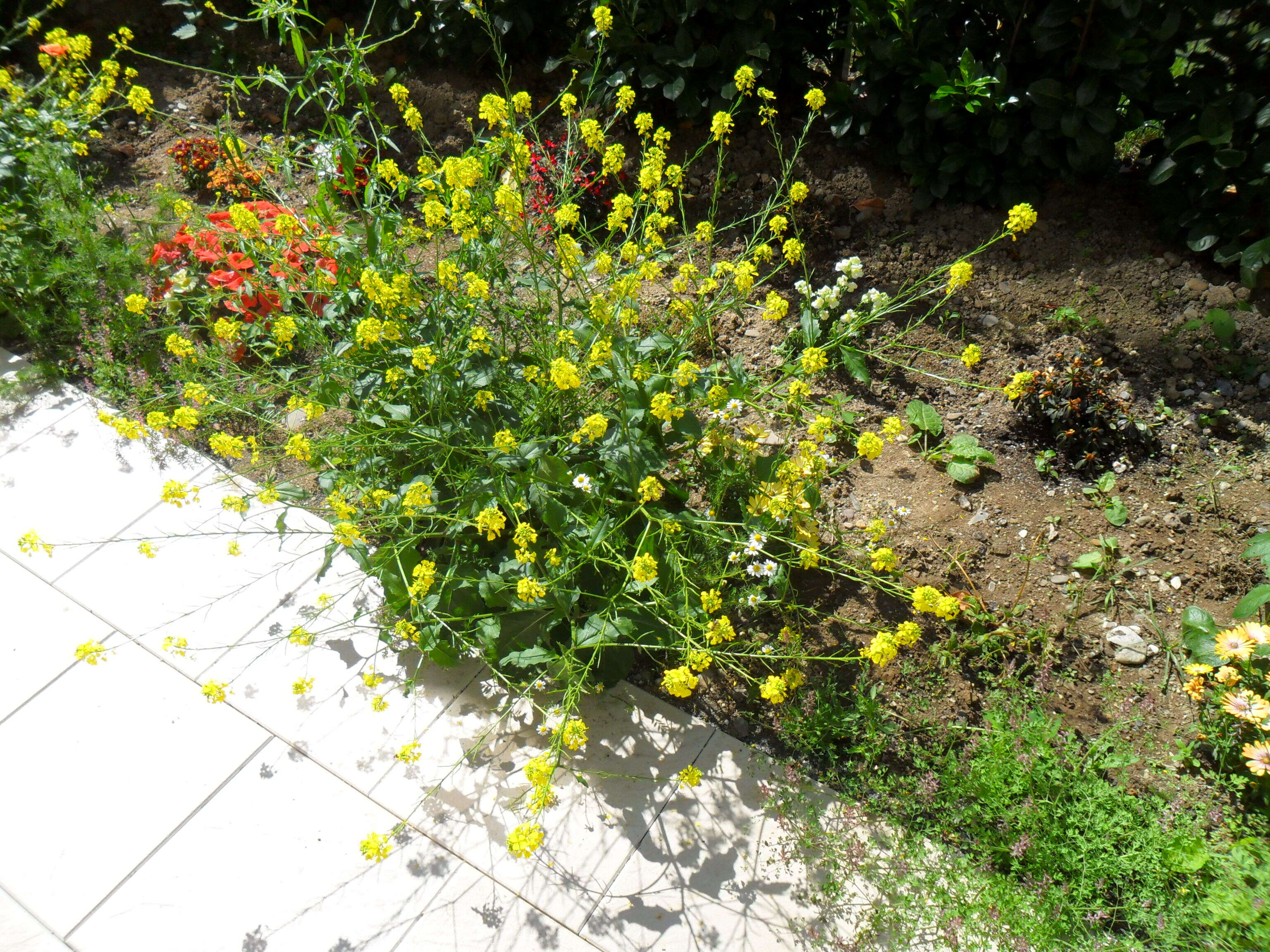 Image of charlock mustard