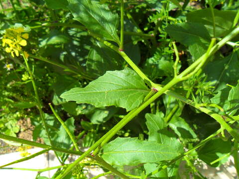 Image of charlock mustard