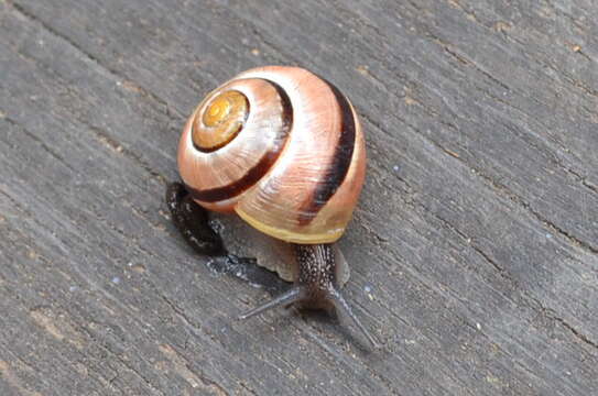 Image of White-lipped banded snail