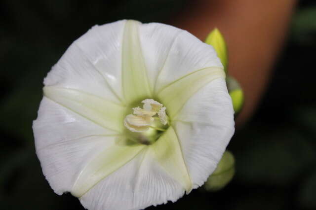 Image de Ipomoea santillanii O'Donell