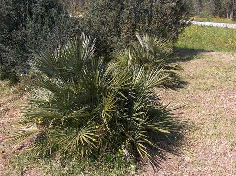 Image of fan palm