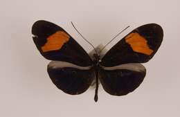 Image of Heliconius melpomene Linnaeus 1758