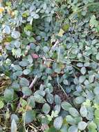 Image of Rubus pedemontanus Pinkwart
