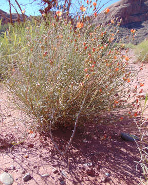 Image of globemallow