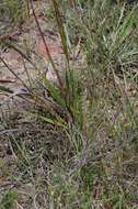 Image of Watsonia knysnana L. Bolus