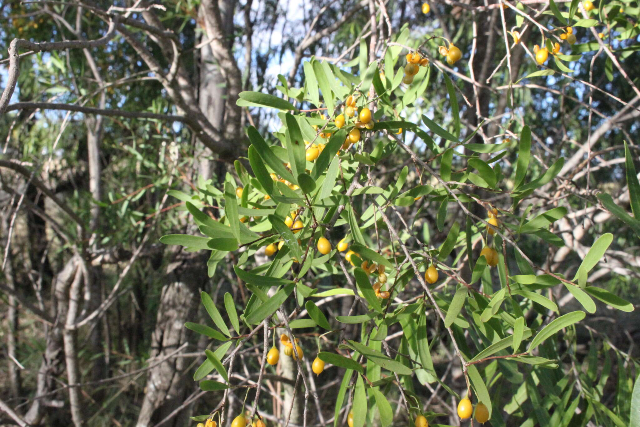 Image of Denhamia cunninghamii (Hook.) M. P. Simmons