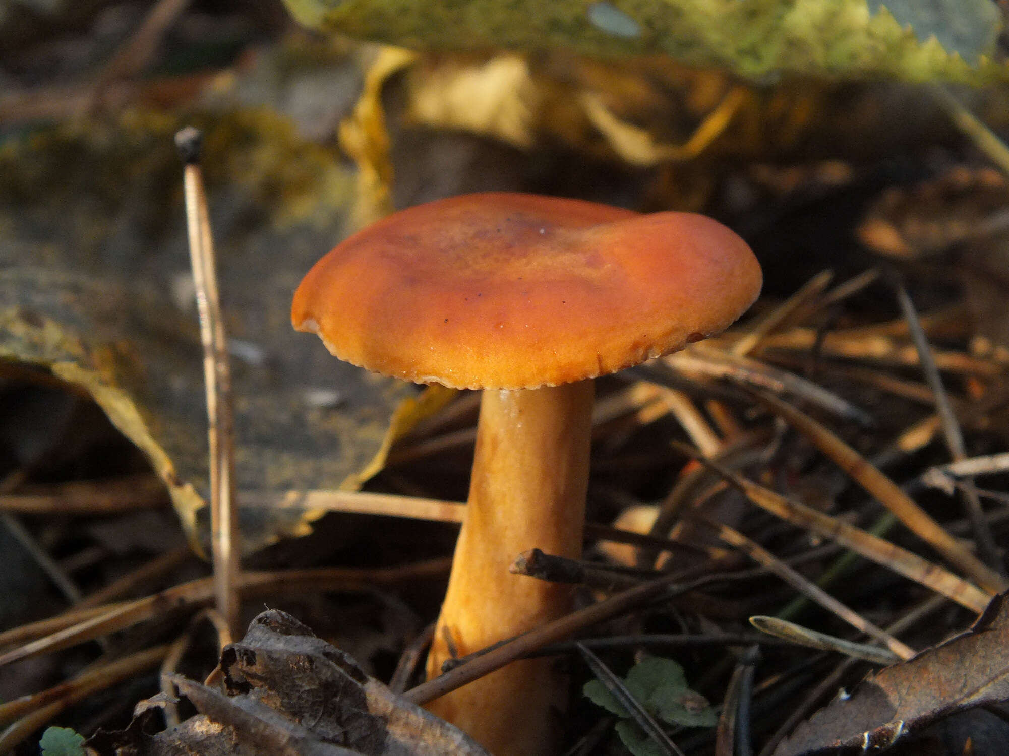 Слика од Lactarius aurantiacus (Pers.) Gray 1821