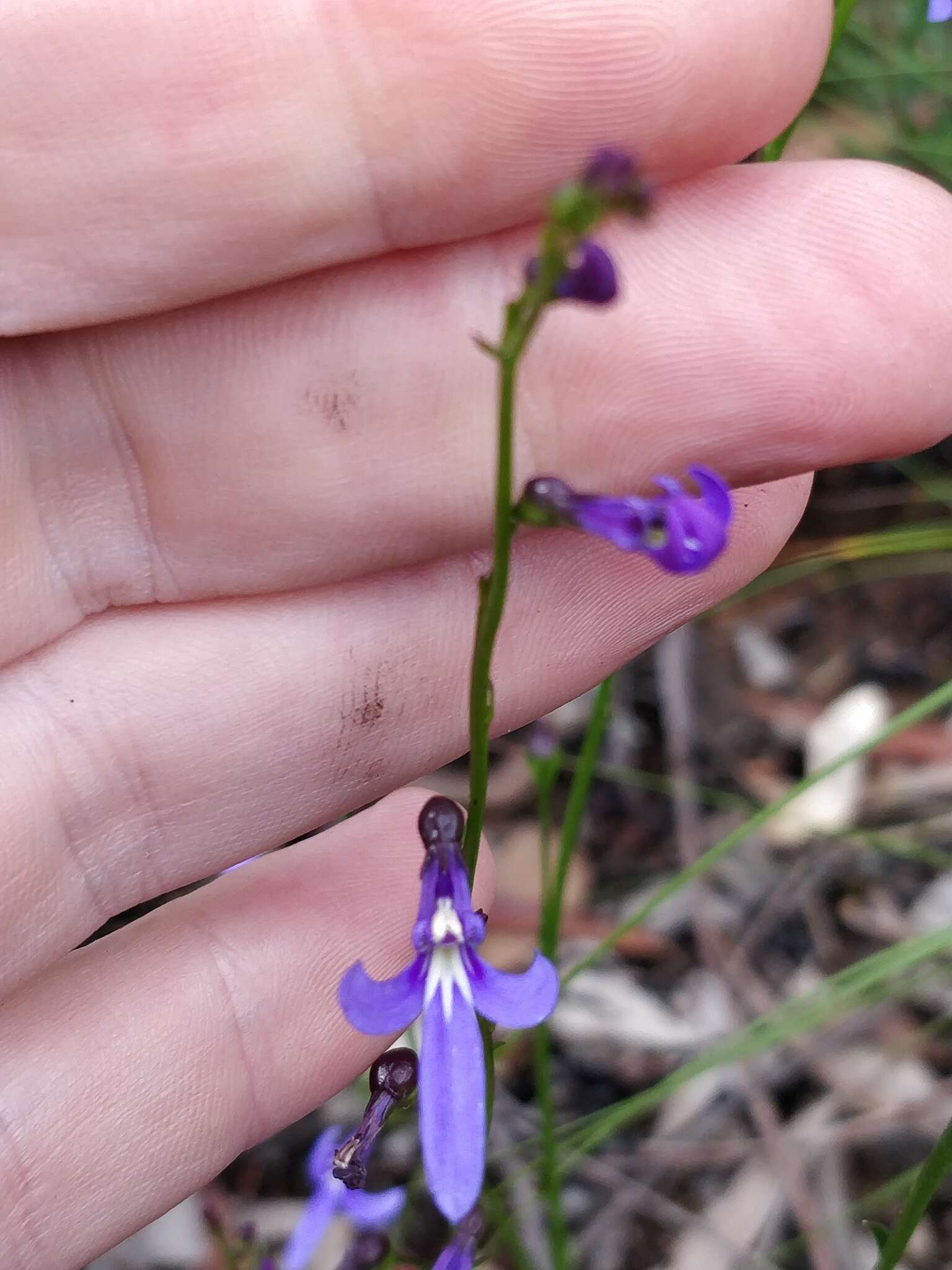 Image of Lobelia dentata Cav.