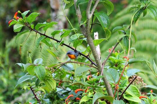 Oreothlypis gutturalis (Cabanis 1861) resmi