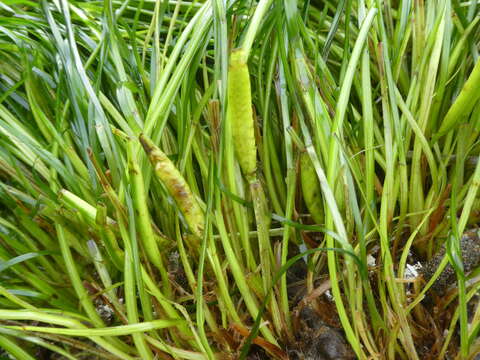 Image of Scouler's surfgrass