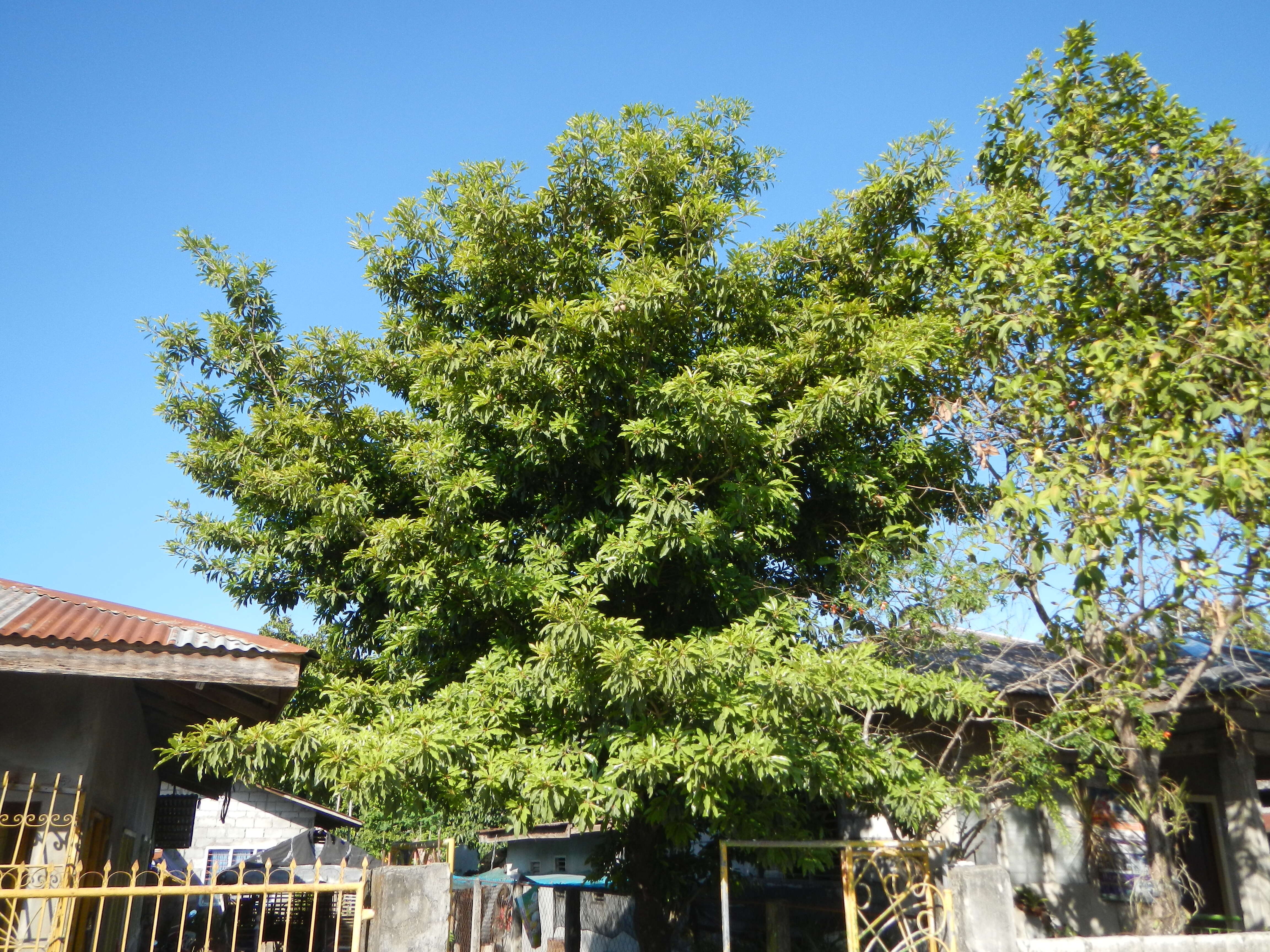 Image of sapodilla