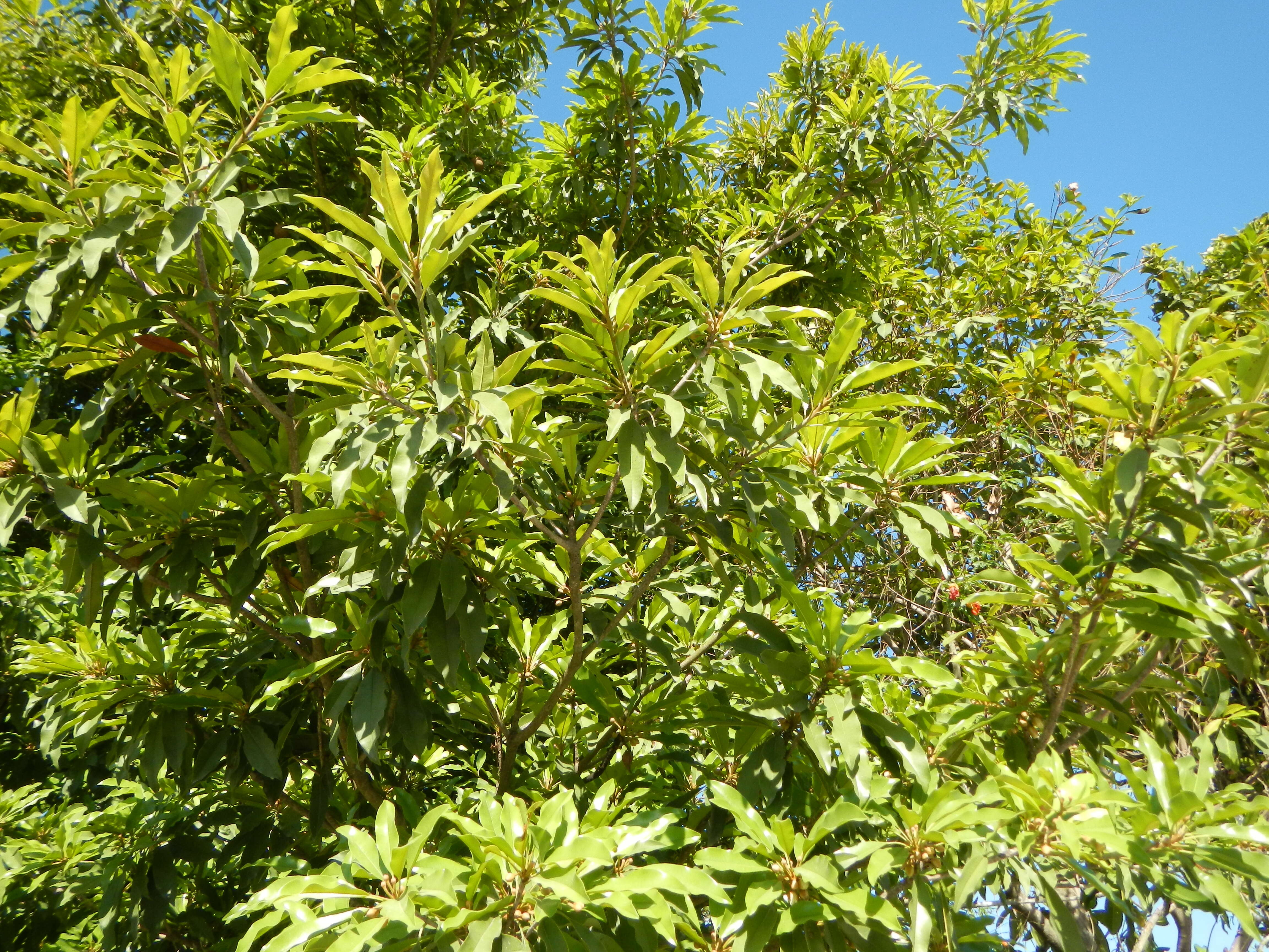 Image of sapodilla