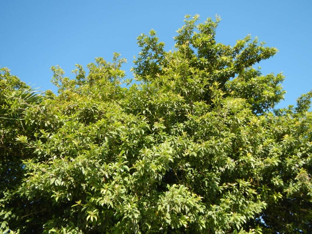 Image of sapodilla