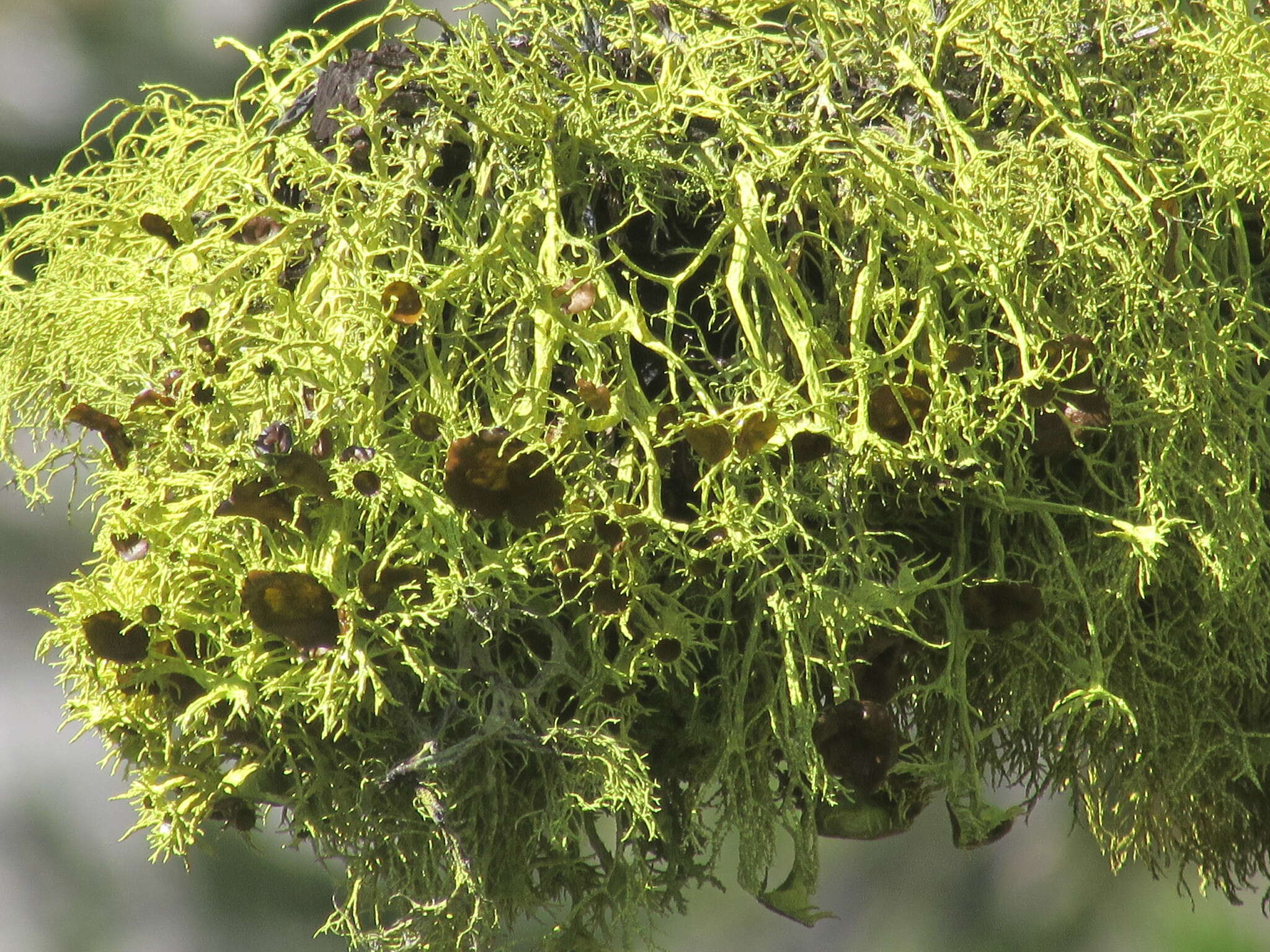 Image of Brown-eyed wolf lichen