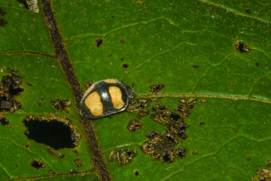 Image of Toxotoma flavofasciata (La Porte 1840)