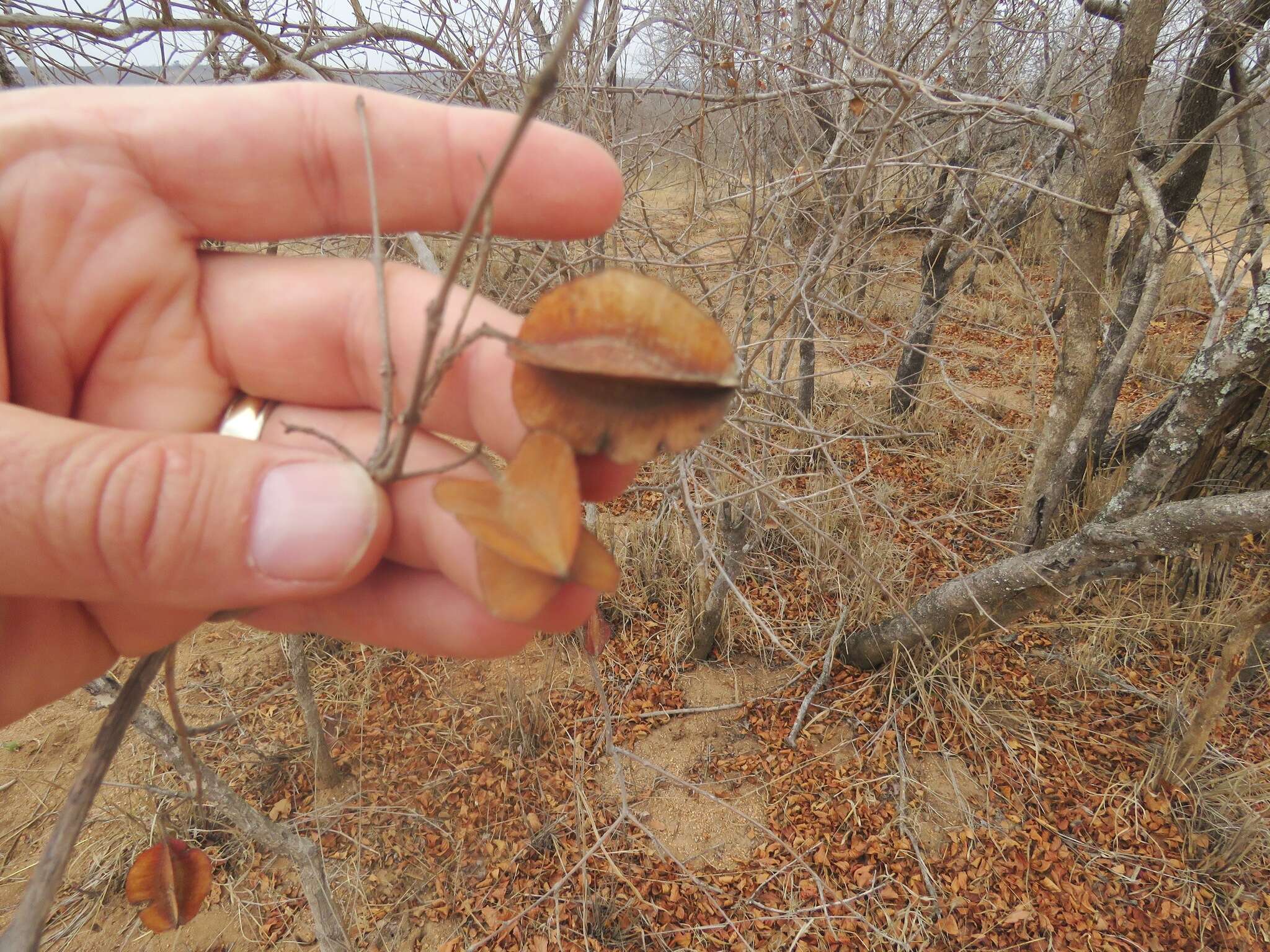 Imagem de Combretum apiculatum Sond.