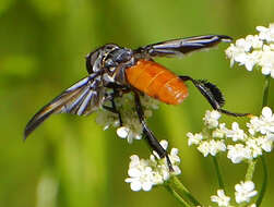 Image of Tachinid fly