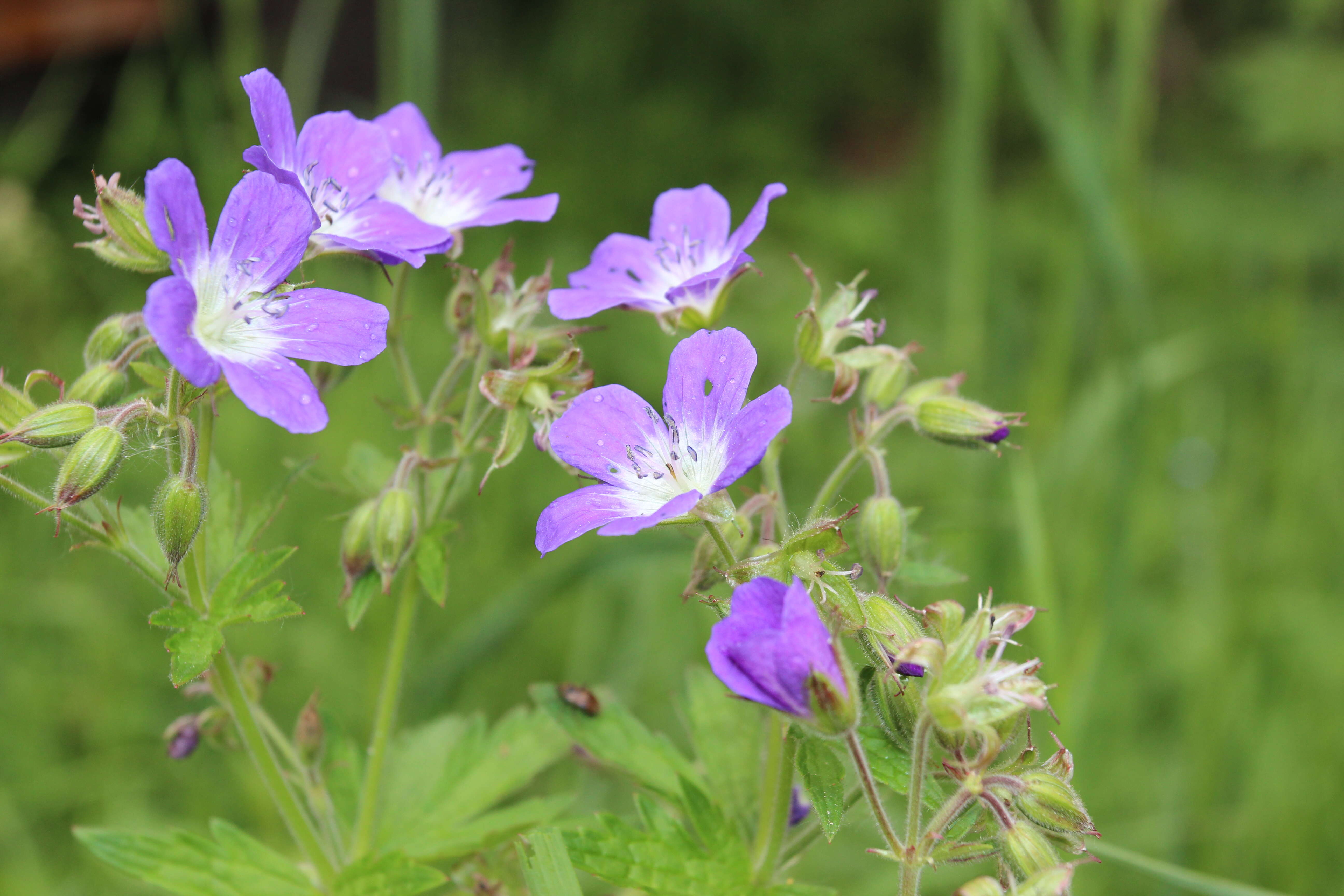 Image of Wood Crane's-bill