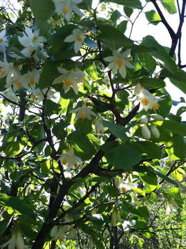 Plancia ëd Styrax redivivus (Torr.) Wheeler