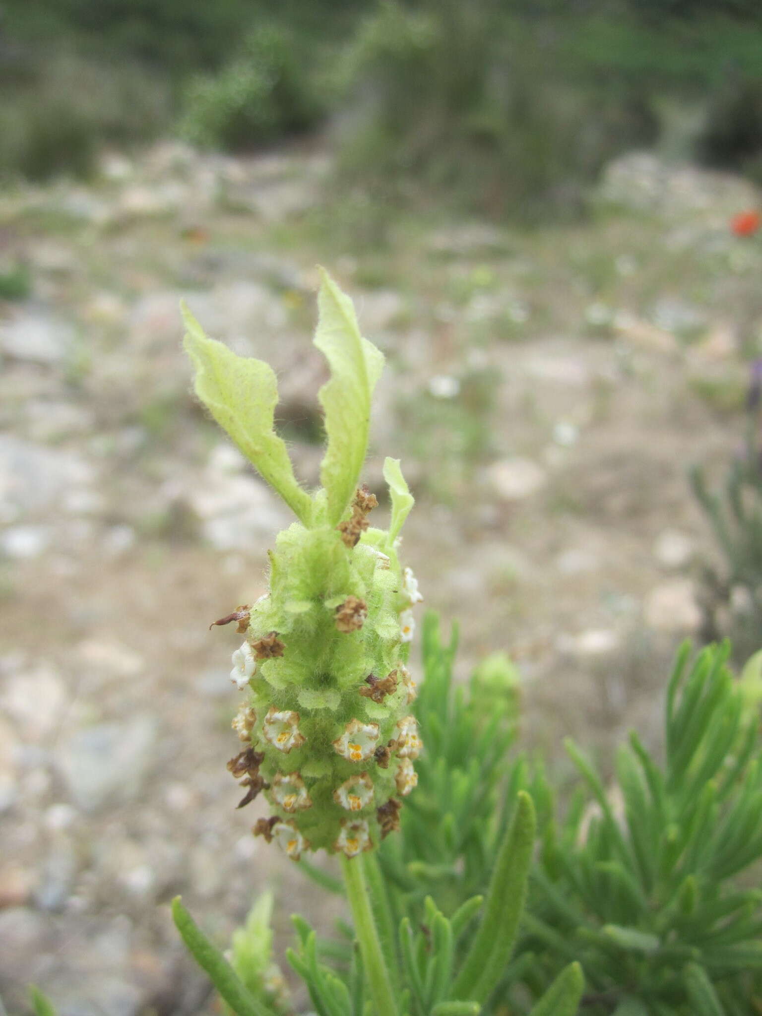 Image of Lavandula viridis L'Hér.