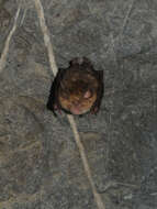 Image of Mediterranean Horseshoe Bat