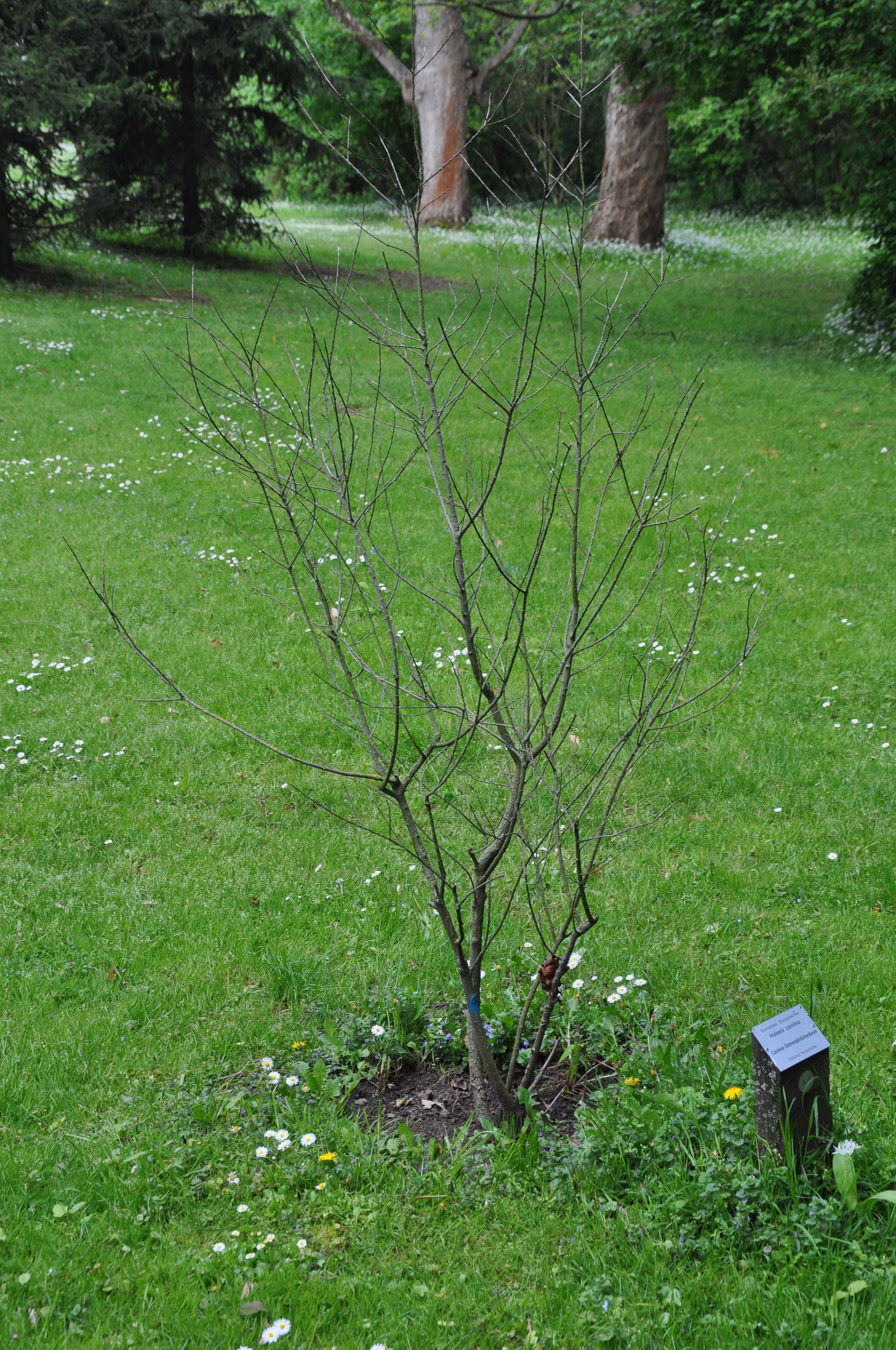 Image de Halesia carolina L.