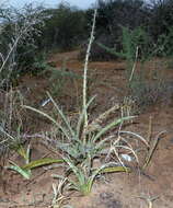 Image de Sansevieria aethiopica Thunb.