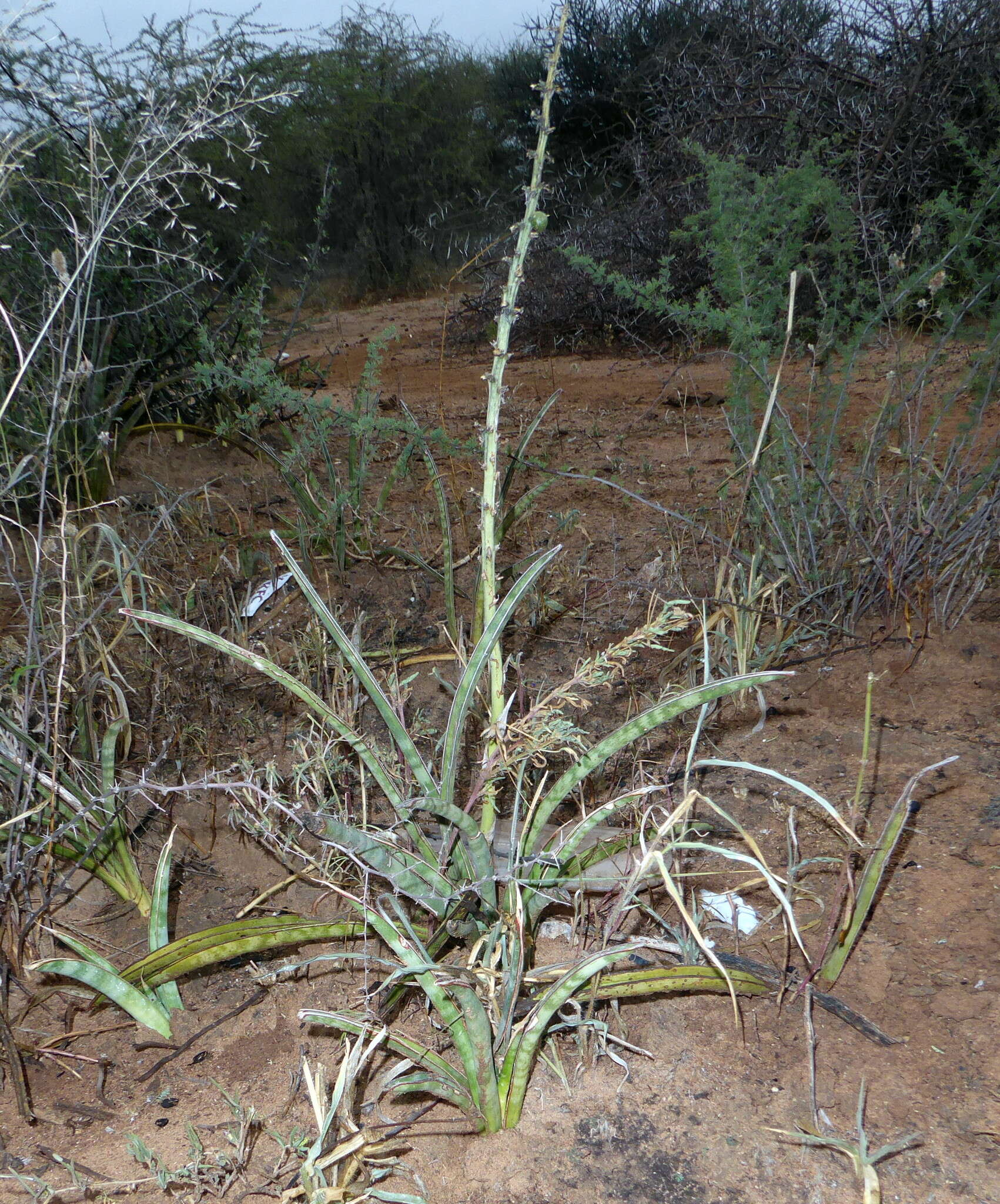 Image of Sansevieria aethiopica Thunb.