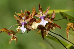 Image of Clowes' Miltonia