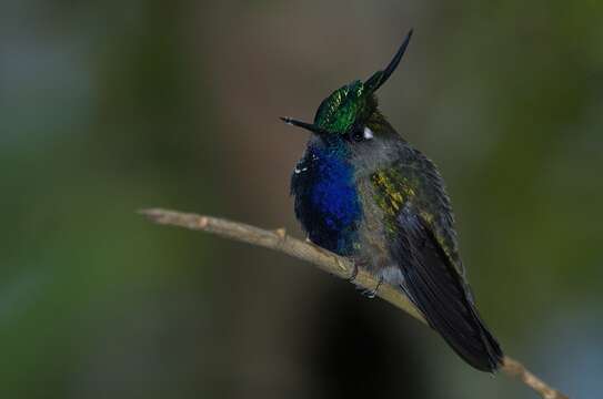 Image of Black-breasted Plovercrest