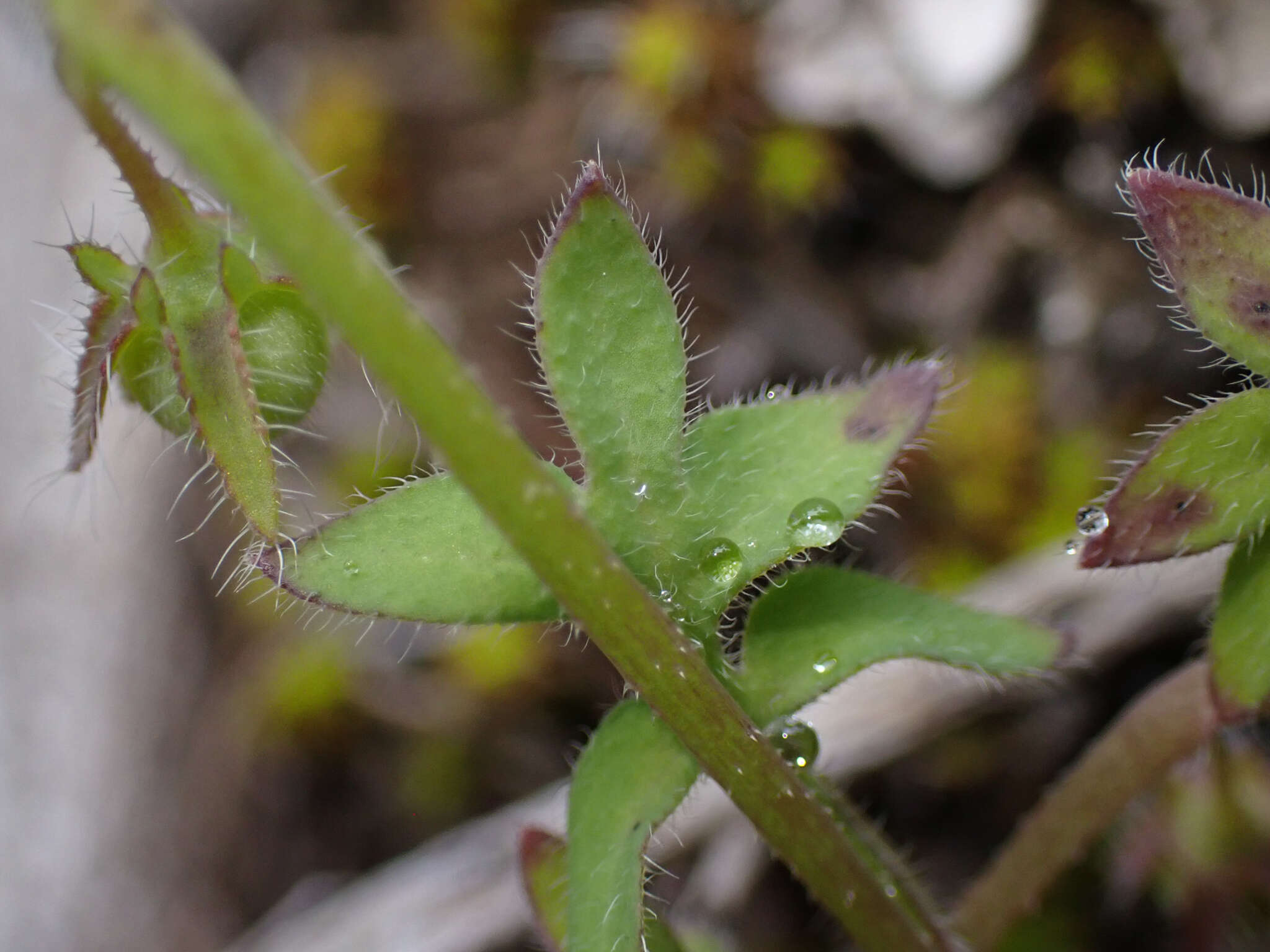 Nemophila breviflora A. Gray resmi