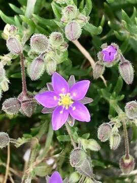 Image of Spergularia rupicola Le Jolis