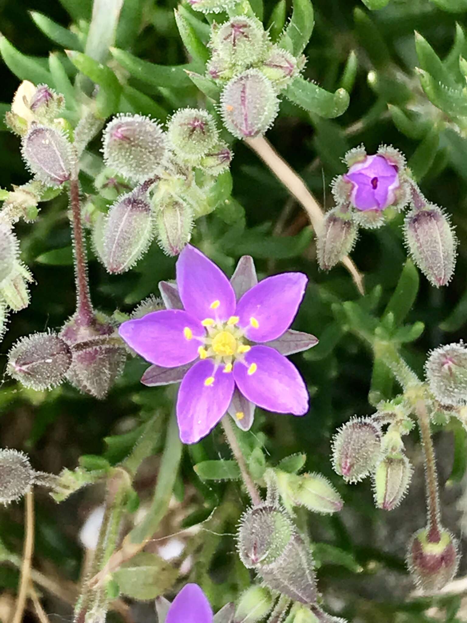 Image of Spergularia rupicola Le Jolis