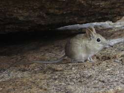 Image de Elephantulus rupestris (A. Smith 1831)