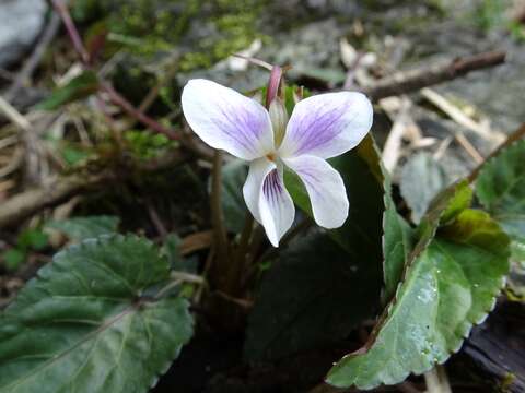 صورة Viola canescens Wall.