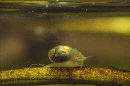 Image of Common Bladder Snail